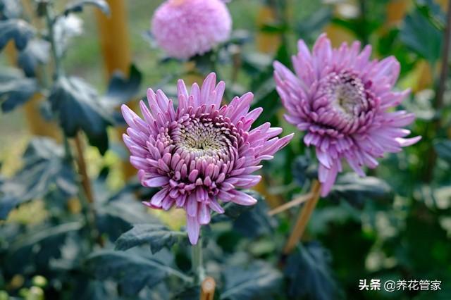 菊花的花期调控方法，四季有花赏