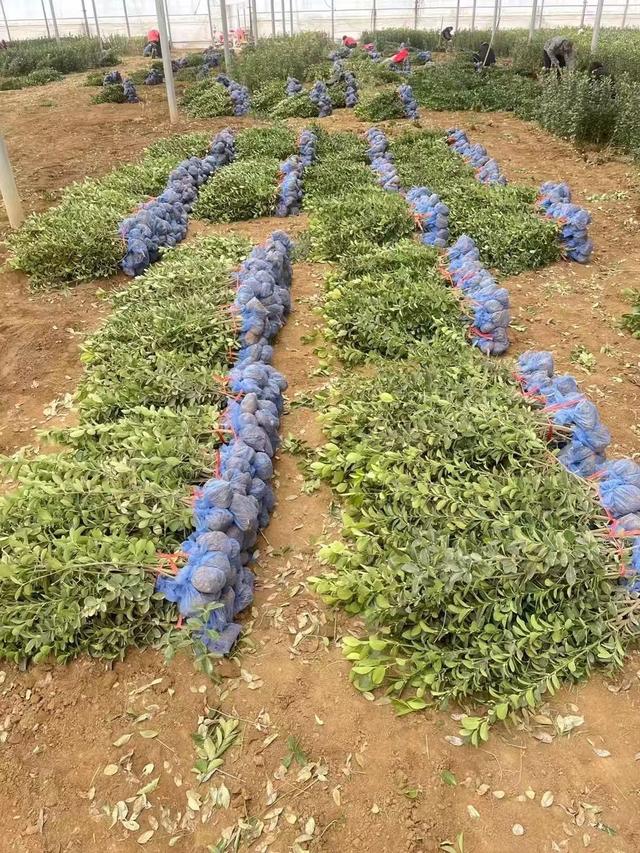 园林景观设计中大叶黄杨的种植方法