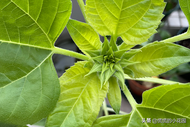 奶油向日葵的种植及养护方法！保姆级教程带你避坑，注意以下几点