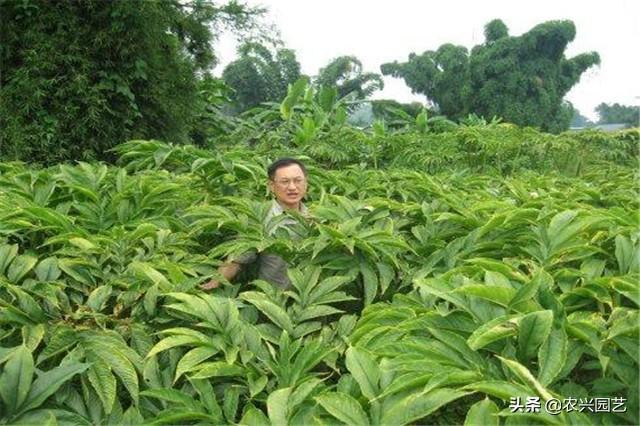 魔芋高产栽培技术，要想种出好魔芋，这几项必须要注意