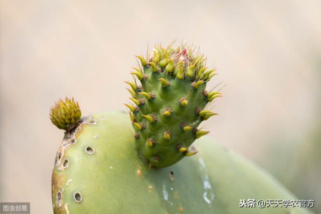 静止的植物，凭什么能活得比恐龙久？它的逆境生存法则，太强大