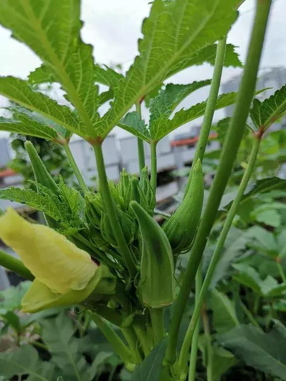 秋葵种植很简单，阳台种3棵，2个月就能摘，一茬又一茬