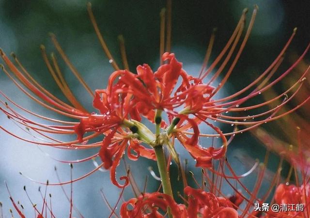 人称“鬼 擎 火”的神秘植物，花叶永不相见，是“病毒剂”的原材料