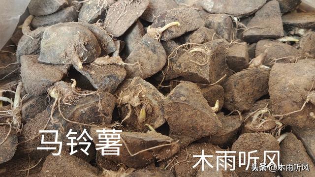 马铃薯怎样种植产量高？掌握6点技术，马铃薯结得多长得大