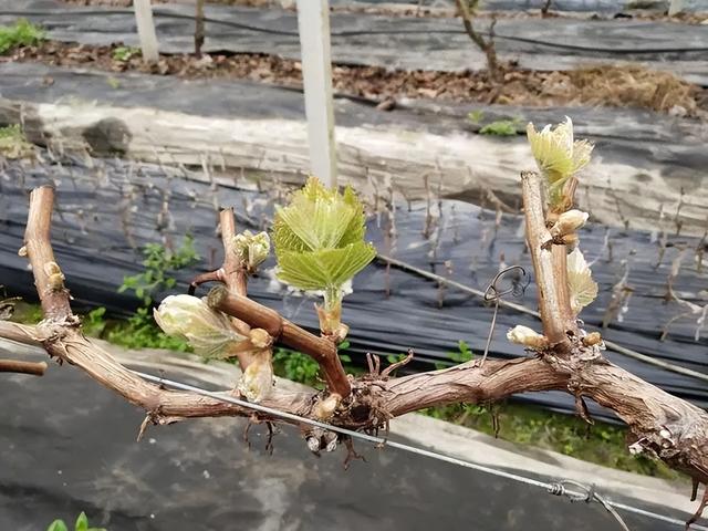 怎样种葡萄？不同生长期精细管理，浅谈葡萄种植方法与管理