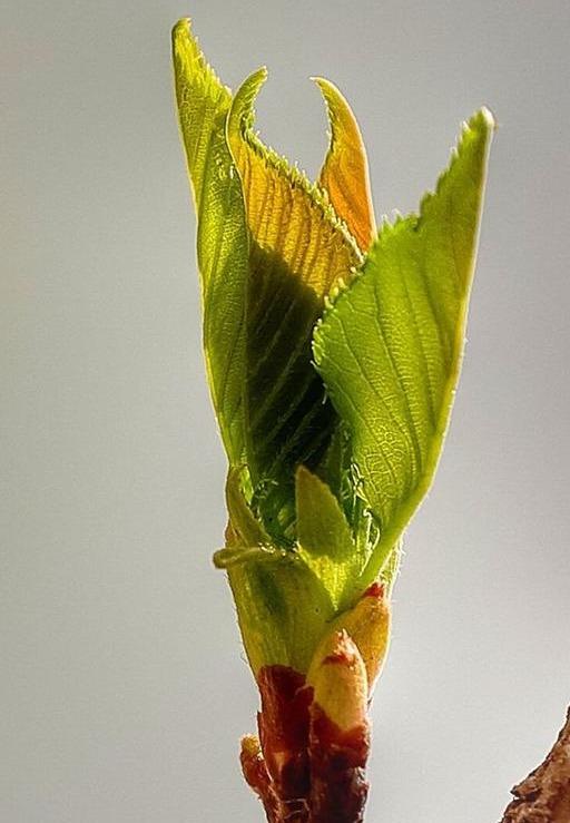 中草药--杜仲的种植技术，能保证杜仲的产质，还能提高园林建设