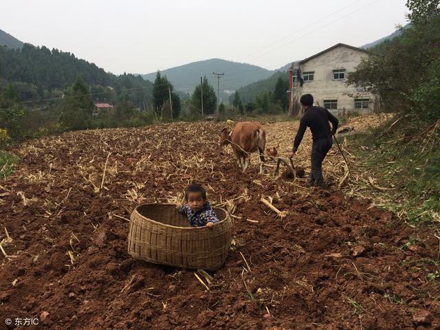 不同土壤适合种植的中药材不同，您种对了吗？