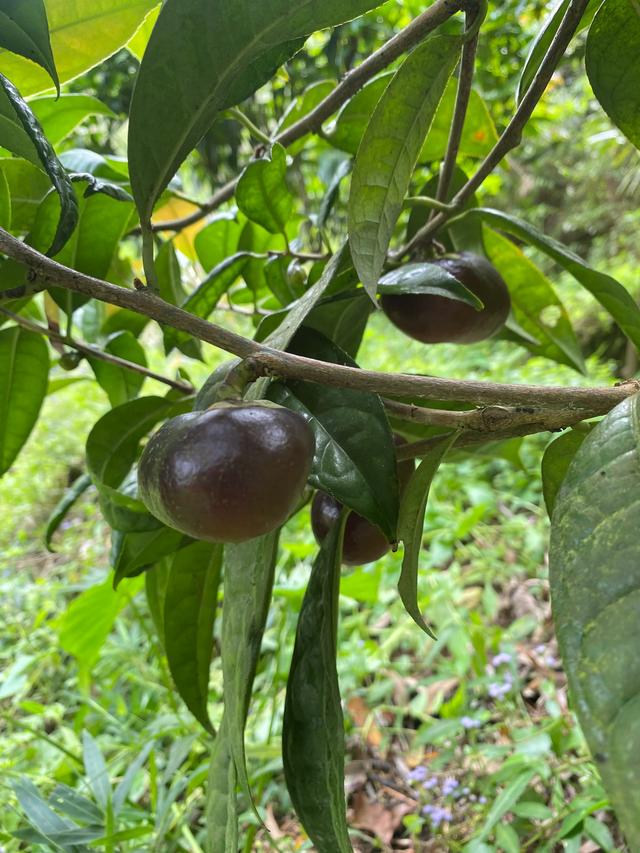 【农人可歌】我栽培的金花茶（一）