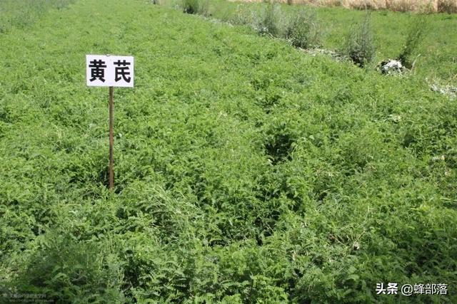 2022年农村种植什么好？中药材种植商机已现，提前了解