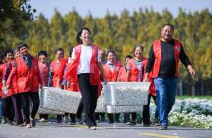 济宁中药种植(村村有好戏∣ 济宁任城区郗庄村：种植中药材 致富有“良方”)