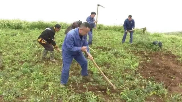 铺筑“增收路”、深耕“致富田” 中医药产业成为乡村振兴好帮手