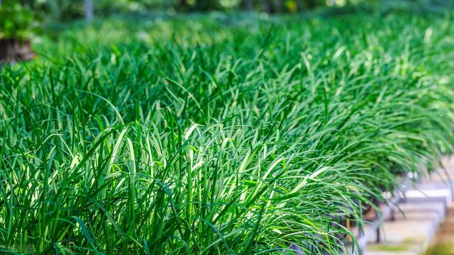 韭菜正值抽薹期，如何采苔才能不伤韭菜，还能吃上韭菜花？