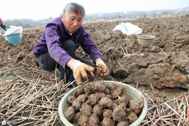 马蹄什么时间种植，你了解过吗？