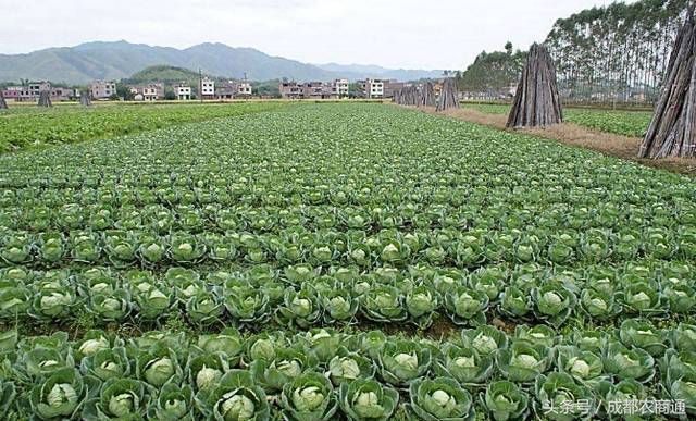 卷心菜种植技术——种小菜也有大学问