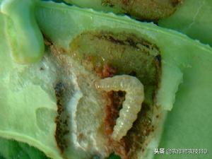 怎么种植黑毛豆，才能产量高、多挣钱？（实用）