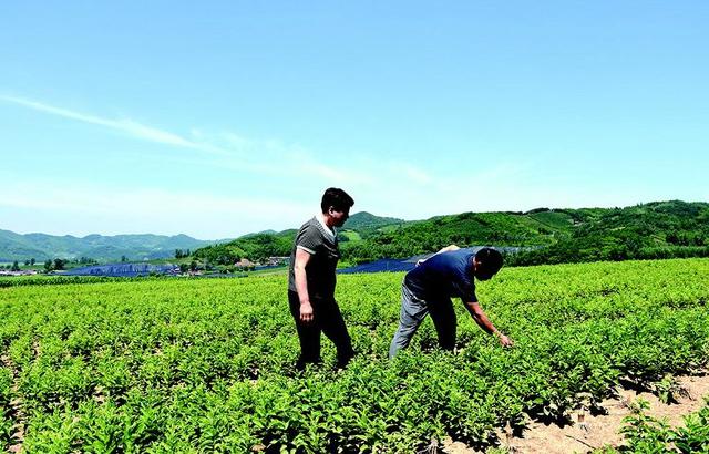 「吉农产业」 郁郁葱葱西洋参，缕缕馨香溢“财源”