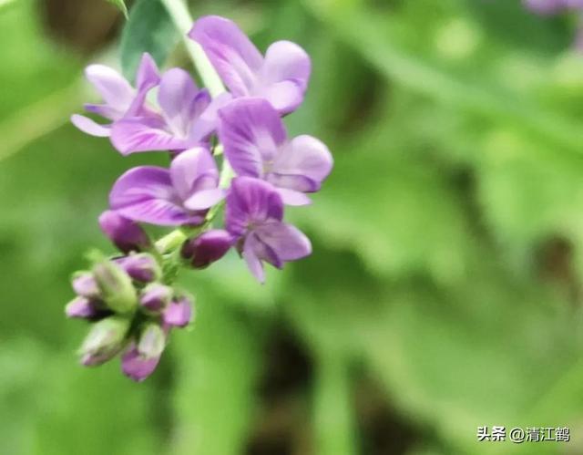 苜蓿芽苗菜怎么种植才可以达到优质丰产？告诉你2个“小窍门”