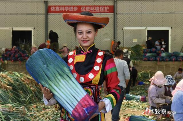 海东互助：高原特色冷凉蔬菜种植基地“遍地金”