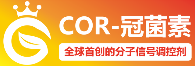 如何在血橙市场上大放光彩？转色增甜方法必须选对