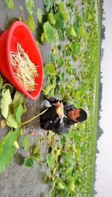 仙桃藕带种植(池塘种植的发家菜)