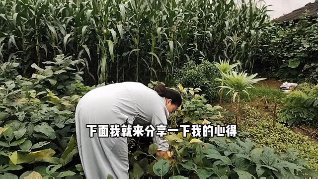 新人小白如何在短时间内快速涨粉#摘毛豆