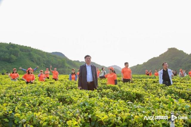 英德红茶头采季开幕，积庆里带你探寻春茶的“鲜活香甜”