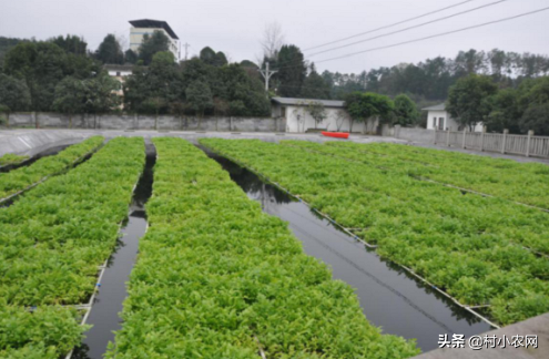 农村水稻收割后，赶紧学着这样种水芹菜，让你增产增收多赚钱