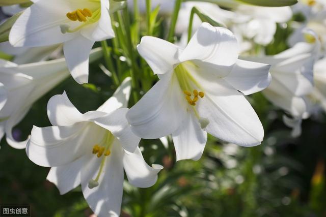 “香水百合”种植正当时，秋季种一盆，春节开放满屋香