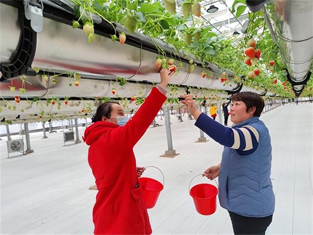 无土栽培空中草莓种植技术