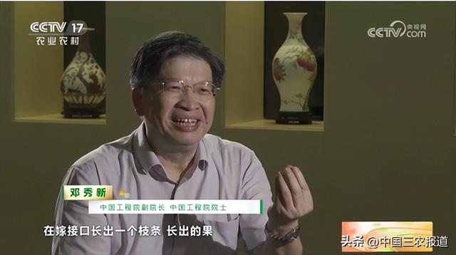 全球唯一！“神奇柑橘”在哪里？一年四季都有柑橘吃是种什么体验？