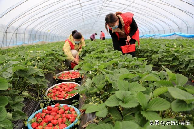 冬季温室大棚草莓怎样种植管理才能更优质高产？重点抓好8个方面