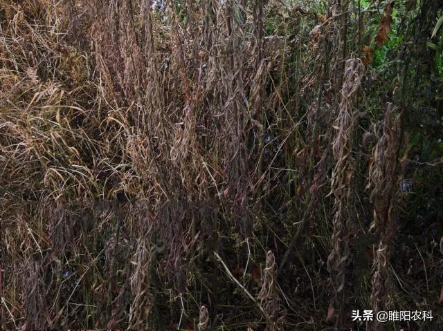 这个除草剂能杀树木、竹子、藤蔓和100多种恶性杂草，持效期4个月