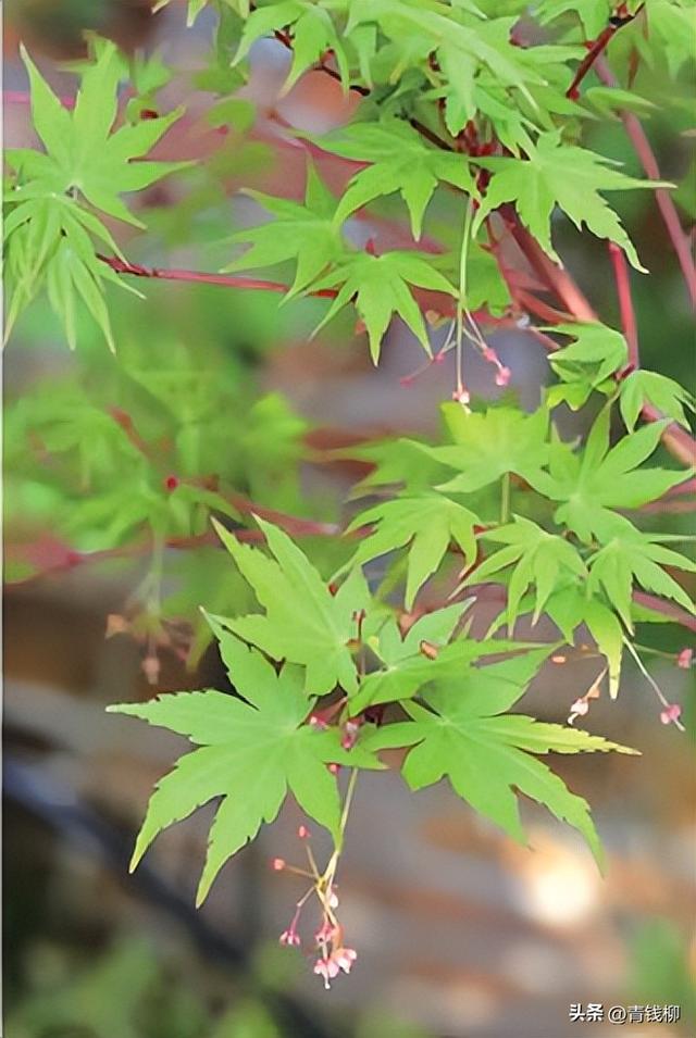 不得不看！小花园如何成功种植中大型观叶植物？跟我们一起学习吧