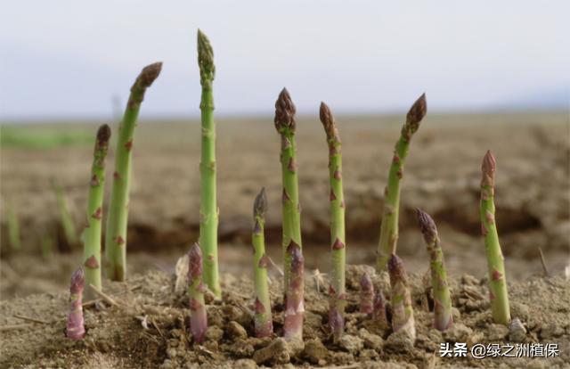 聚焦中高端蔬菜市场，种植芦笋收益高，附种植技术