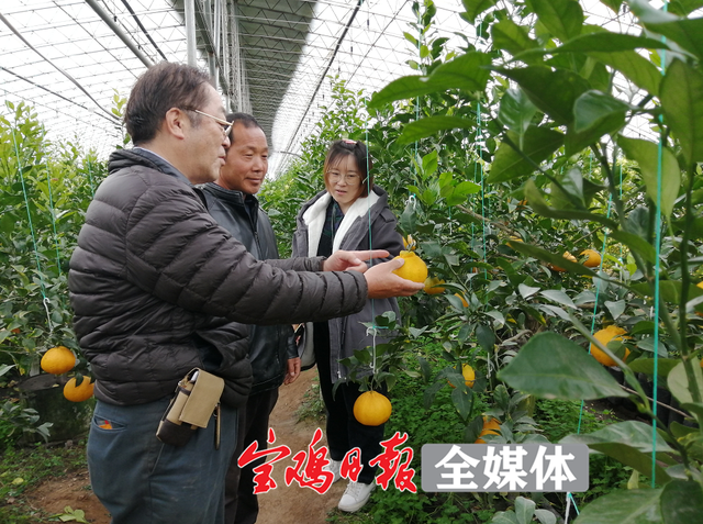 柑橘、火龙果、芒果……宝鸡也能种出南方水果