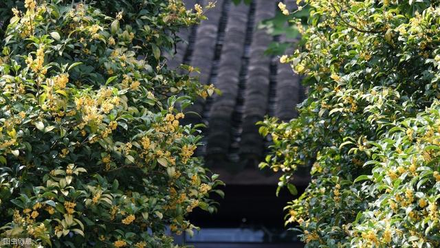 带你学习桂花树栽培管理方面也有讲究的，一起来学学吧