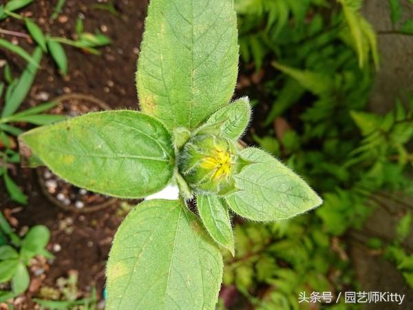 小院种植向日葵全过程实录，送给女朋友最好的礼物！