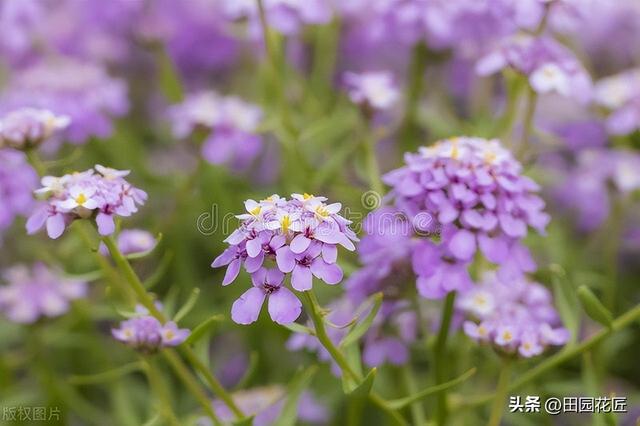 蜂室花的家庭种植方法，简单操作便可花开爆盆，颜值不输绣球花。