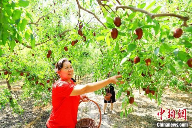 “中国早熟红枣之乡”新疆托克逊县红枣进入丰收季（组图）