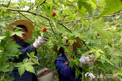 覆盆子种植简单，那您了解覆盆子的采摘季和注意事项吗？