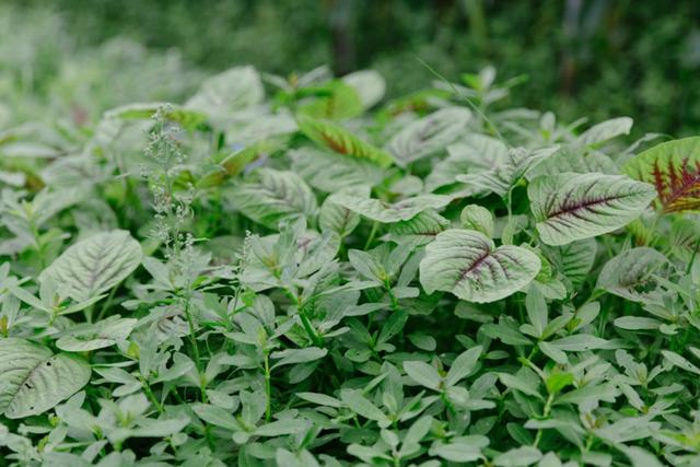 这种可以吃的杂草野菜比市场买的苋菜更好吃？还能清热解毒！