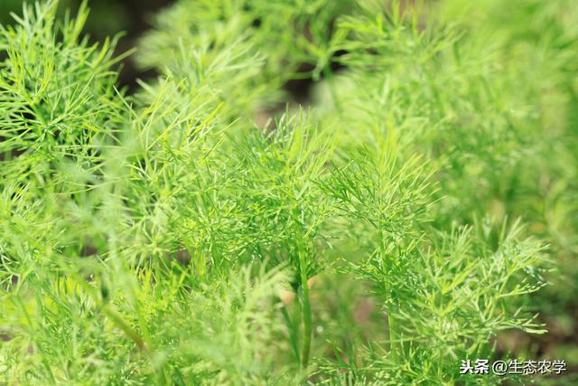 小茴香种植最简单的方法，种一次，吃了割割了吃，方便又美味