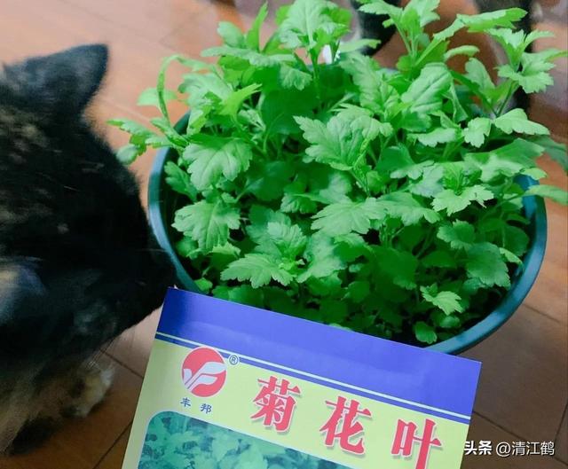 稀有蔬菜菊花脑种植为什么这么“冷门”？懂的人很爱它但知之者少