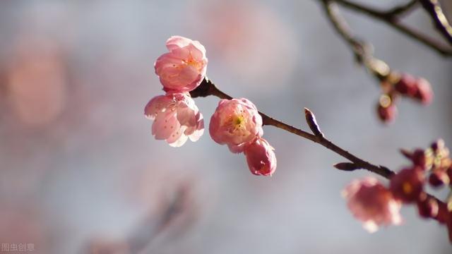 红叶樱花栽培技术，采用嫁接模式做好生长的基础，促进樱花成活率