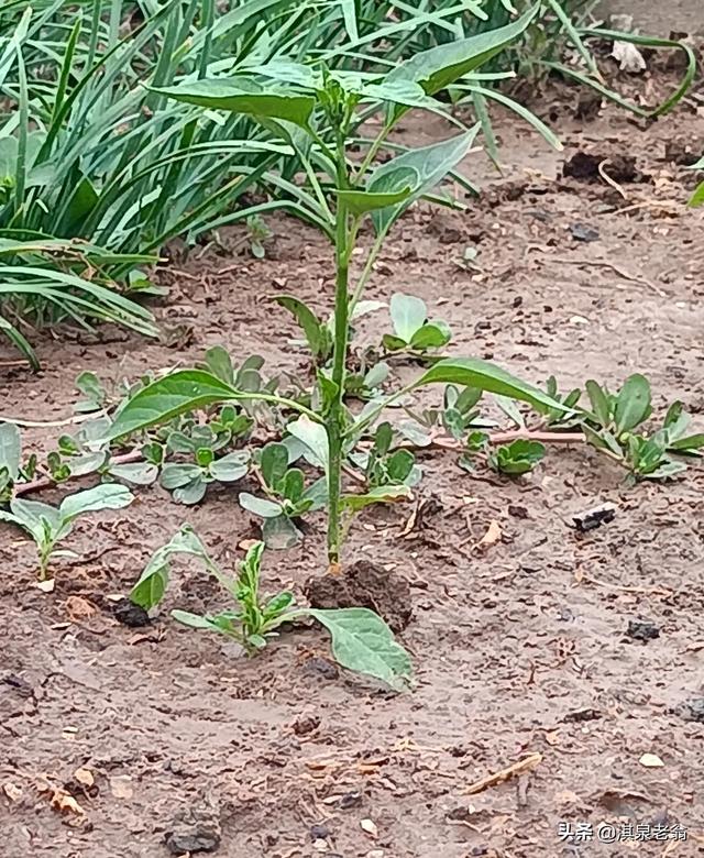 露地辣椒6～7月只要抓好这些管理措施，才能质优高产