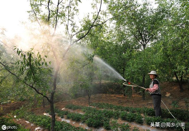 栽种柿子有讲究！要想早日丰产增收，3大栽培技术要点请牢记