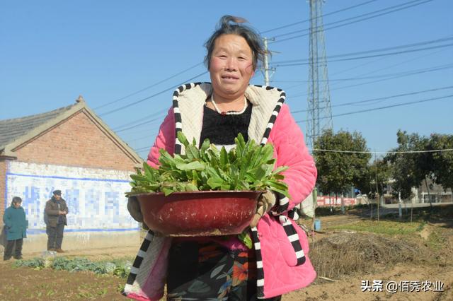 寒冬腊月，农民露天种植蔬菜苗，生长期4个月，亩收益5000多元