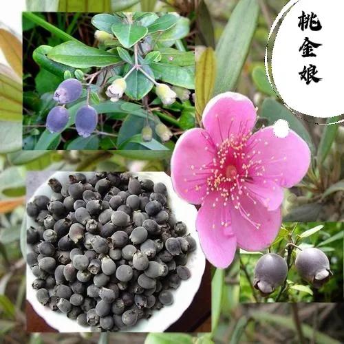 29种耐阴好养“旺人又旺财”绿植花卉，养上几盆幸福安康吉祥顺遂