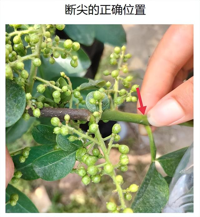 惠椒网技术下乡——四川青花椒种植管理问题整理和技术分享