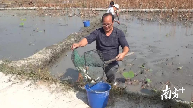 农户增收的秘密，莲藕种植地里的立体经济